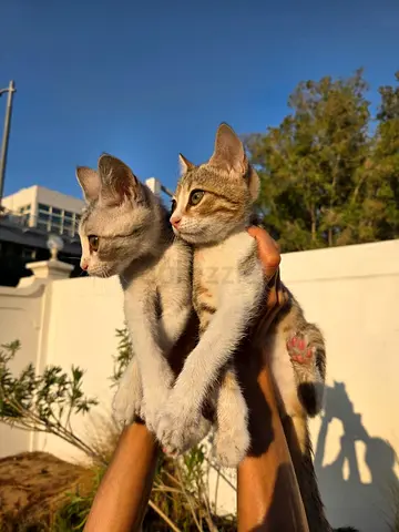 2 kittens for free adoption