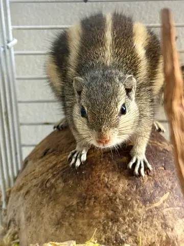 Squirrel for Adoption (Female - Untamed), Slightly Aggressive - Read Description