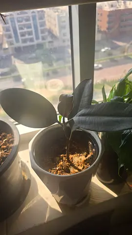 Rubber Plant in White Ceramic Pot