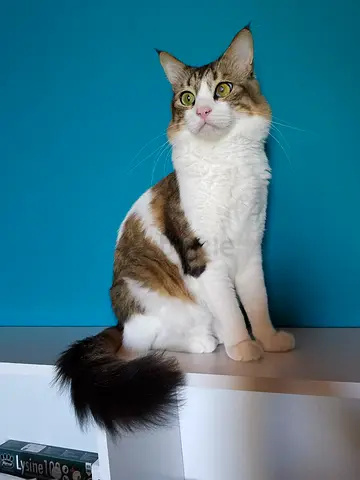 Say hi to Kookie and Boba