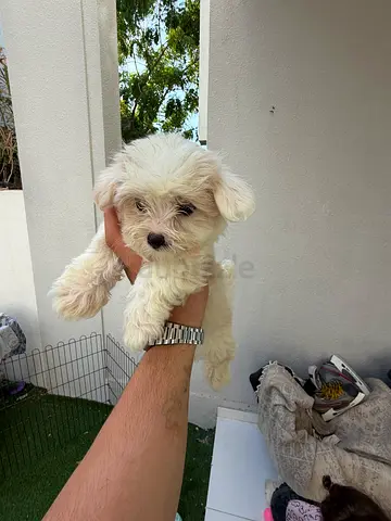 Small fluffy white puppy looking for a new home
