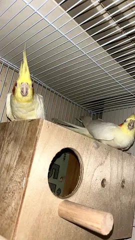 Cocktails