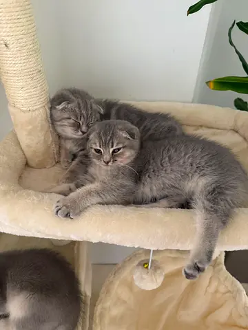 Kittens for adoption!