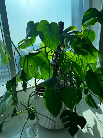 Monstera Plant with large ceramic pot