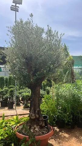 Mature Potted Olive Tree with Thick Trunk - Ready to Plant