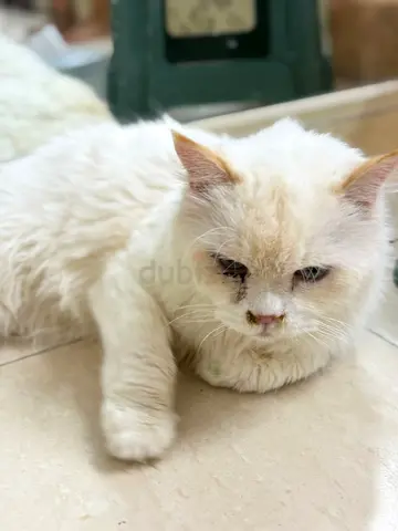 White Cat Available for Adoption