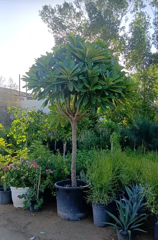Potted ornamental tree with mature canopy - ready for transplant