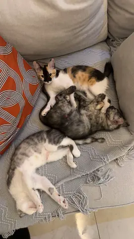friendly kittens looking for a new home - approx. 4 months old