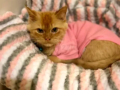 Cats for adoption