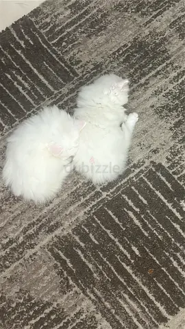 Small kittens looking for a new home
