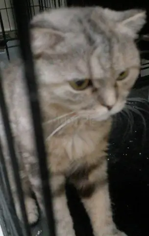 Cats for free adoption