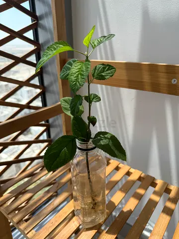 Free Apple Tree Cutting