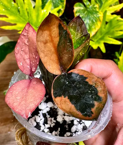 Zz raven black variegated. Aed400/-. Pickup near financial center metro. Delivery can be arranged.