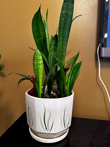 Potted Snake Plant in Ceramic Planter