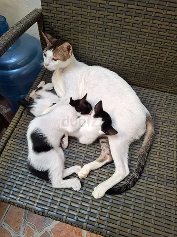 Free kitten cats adoption