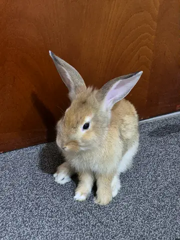 Pet Rabbit for Adoption with All Accessories and Food Give Away.