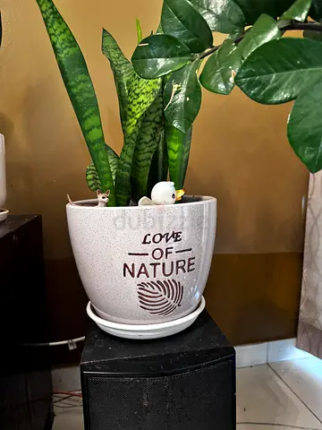 Ceramic Plant Pot with Tray