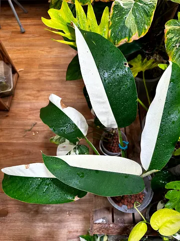 Epipremnum Giganteum albo variegated  with half moon leaves  Aed400/-. Pickup from near financial ce