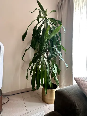 Potted plant Dracaena
