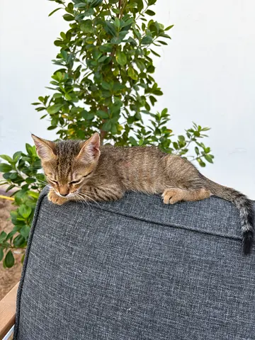 Kitten for adoption
