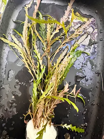 Hygrophila pinnatifida for sale