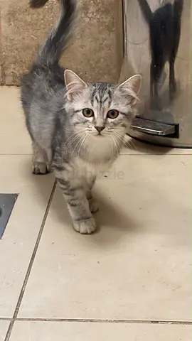 Kitten free adoption