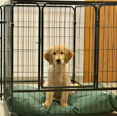 Puppy For Adoption