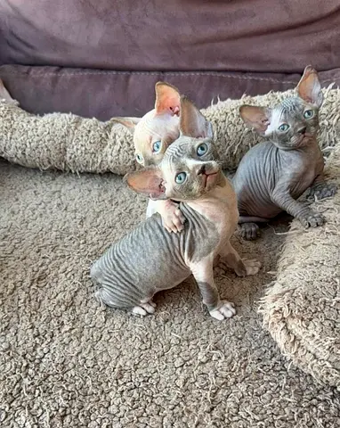 Cute sphnx kitten 🐈‍⬛
