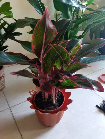 Plants for sale