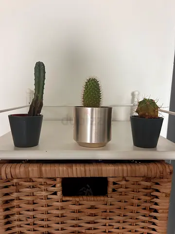 Set of 3 Small Indoor Cacti in Pots