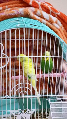 2 beautiful Healthy Couple Birds Availabile For Adoption