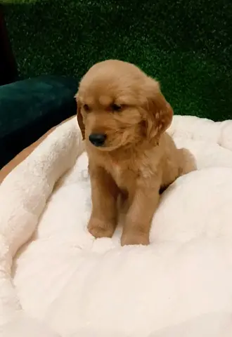Golden puppies
