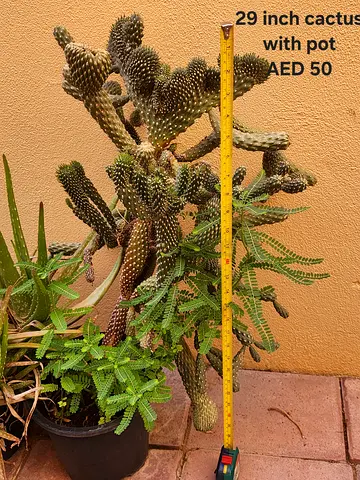 29-inch potted cactus (healthy, mature) - AED 50