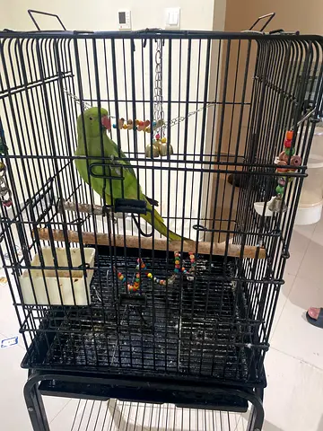 green ring neck Parrot Cage with cage and Toys - Good Condition