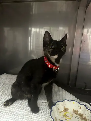 3 months old kitten for adoption