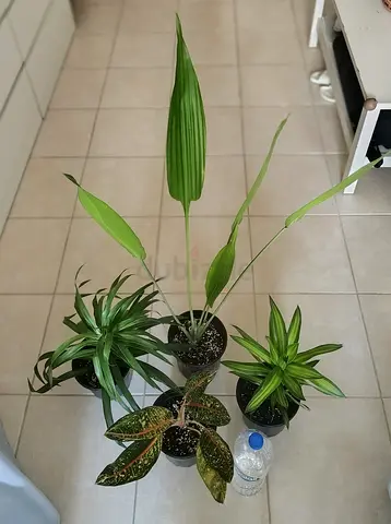 Take all 4 easy to take care  indoor plants Final price , last price , best price 80 dhs only