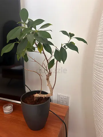 Small indoor plant in black pot - good condition