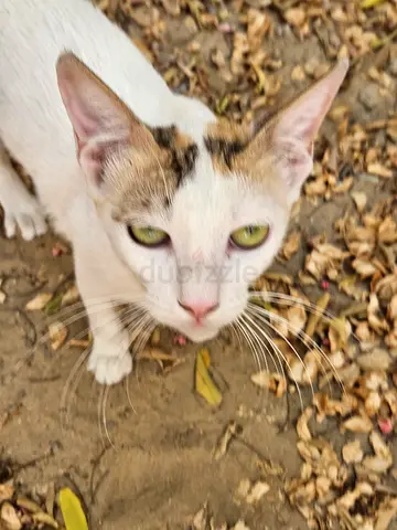 Found Cat and her 2 babies for adoption