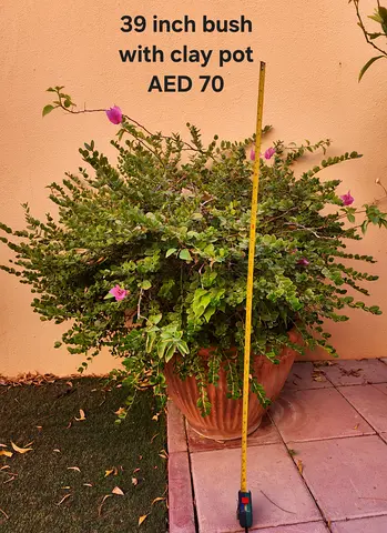 39-inch potted bush with clay pot - AED 70
