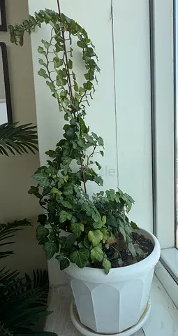 Potted trailing ivy plant in white planter - ready to brighten a corner
