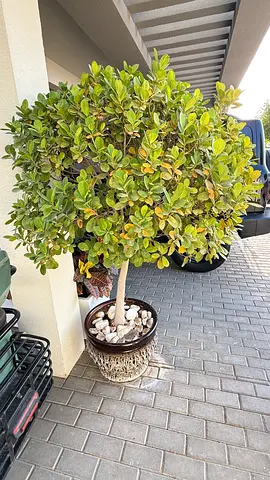 Moving out sale of plants