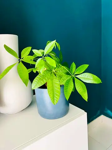 Compact Desktop Money Tree (Pachira Aquatica)