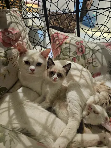 Loving family of white cats looking for new home (mother + kittens)