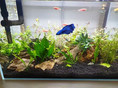 45cm Planted Aquarium with Light  filter