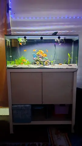 Beautiful Aquarium Setup with Built-in Sump Filter System and stand
