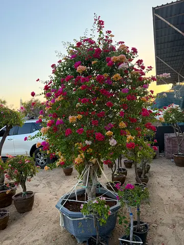 Multi Color Bougainvillea ~