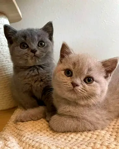 British shorthair kittens