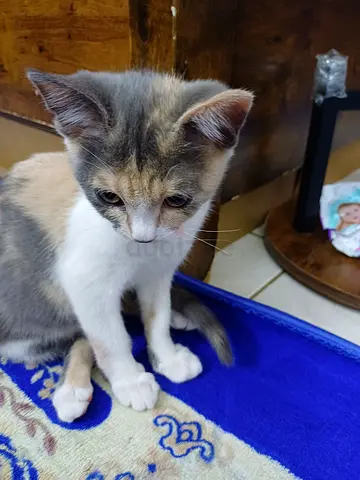 Free turkish cat for adoption