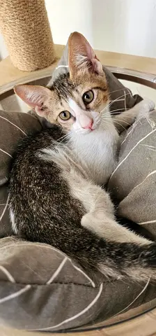 Adorable tabby and white kitten looking for a forever home