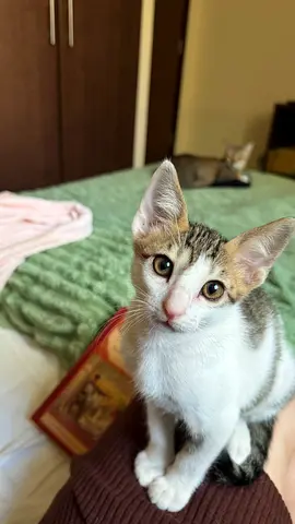 Kitten